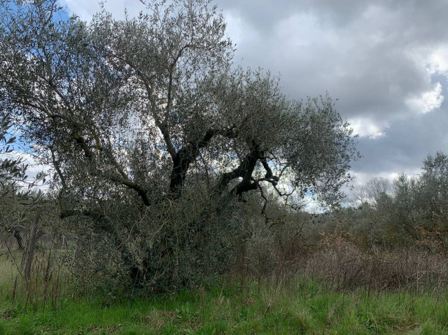 Terreno Agricolo in vendita a Vitorchiano