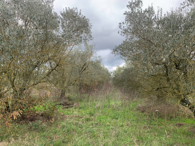 Terreno Agricolo in vendita a Vitorchiano