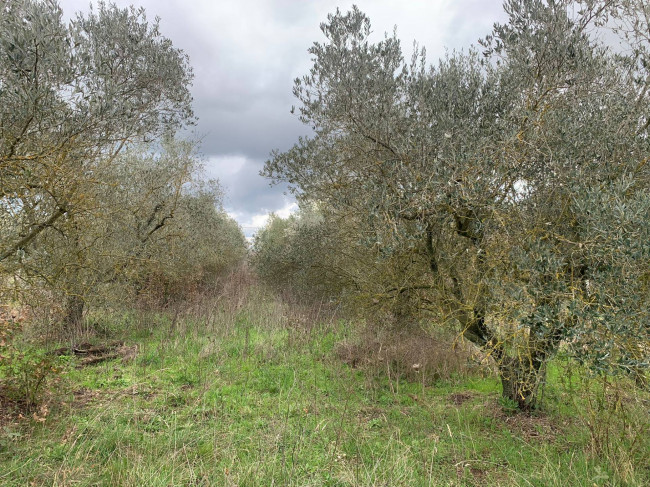 Terreno Agricolo in vendita a Vitorchiano
