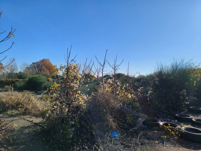 Altro in vendita a Vignanello