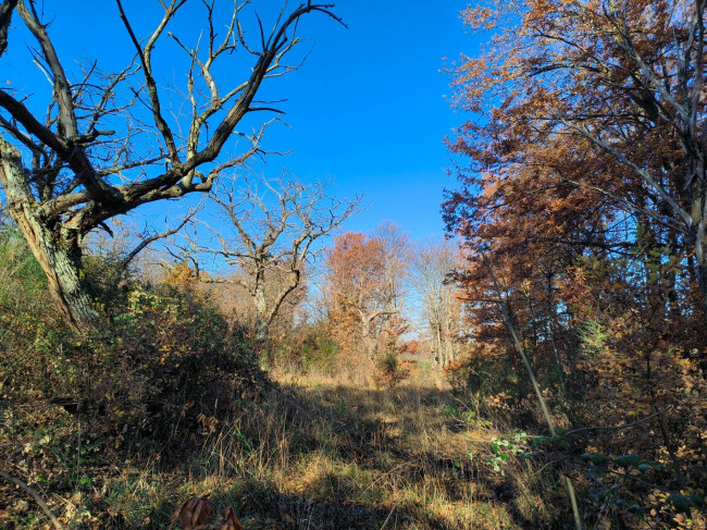 Altro in vendita a Vignanello