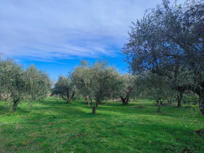 Terreno Agricolo in vendita a Soriano nel Cimino