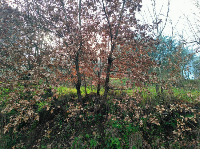 Terreno Agricolo in vendita a Soriano nel Cimino