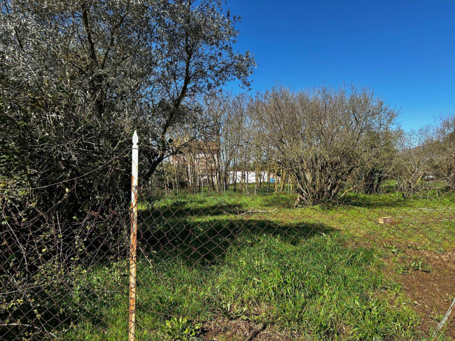 Terreno Agricolo in vendita a Bassano in Teverina