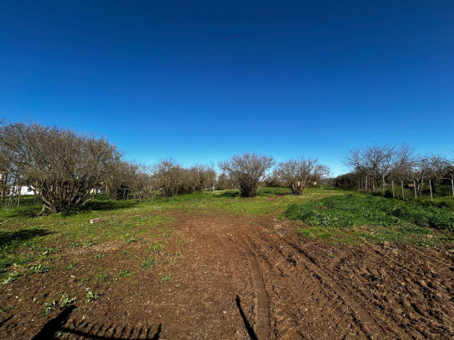 Terreno Agricolo in vendita a Bassano in Teverina