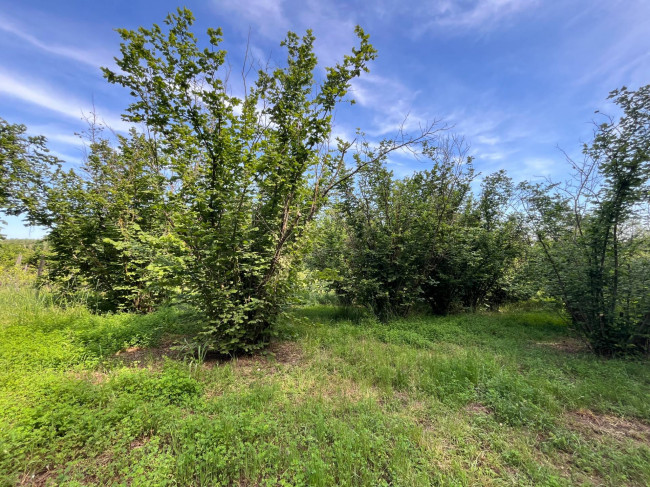 Terreno Agricolo in vendita a Bassano in Teverina
