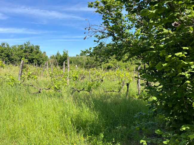 Terreno Agricolo in vendita a Bassano in Teverina