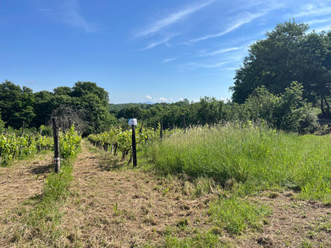 Terreno Agricolo in vendita a Bassano in Teverina