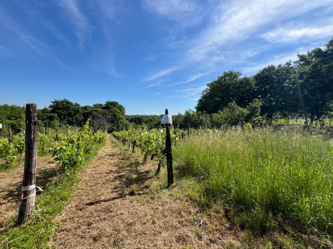 Terreno Agricolo in vendita a Bassano in Teverina