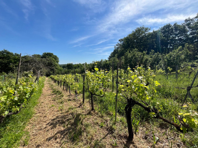 Terreno Agricolo in vendita a Bassano in Teverina
