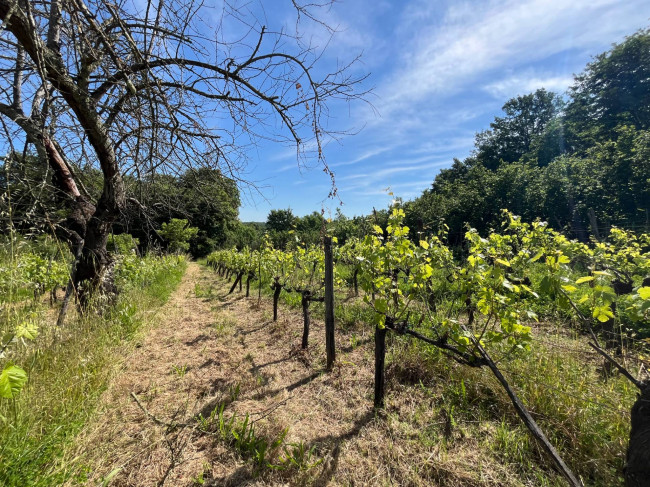 Terreno Agricolo in vendita a Bassano in Teverina