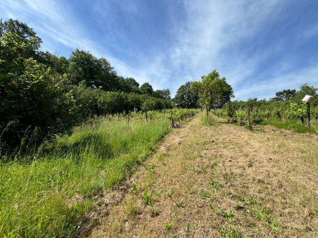 Terreno Agricolo in vendita a Bassano in Teverina