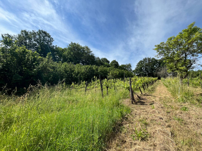 Terreno Agricolo in vendita a Bassano in Teverina