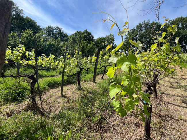Terreno Agricolo in vendita a Bassano in Teverina