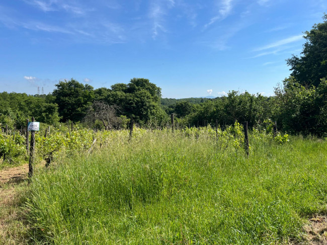 Terreno Agricolo in vendita a Bassano in Teverina