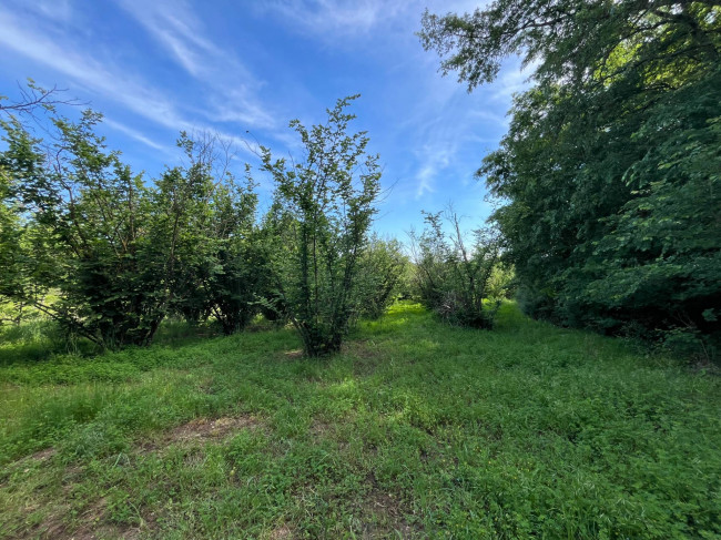 Terreno Agricolo in vendita a Bassano in Teverina