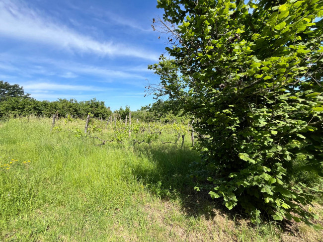 Terreno Agricolo in vendita a Bassano in Teverina