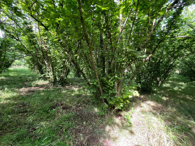 Terreno Agricolo in vendita a Bassano in Teverina