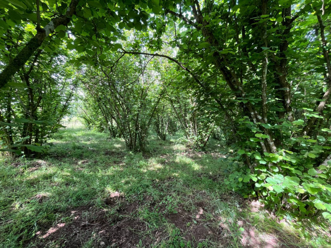 Terreno Agricolo in vendita a Bassano in Teverina