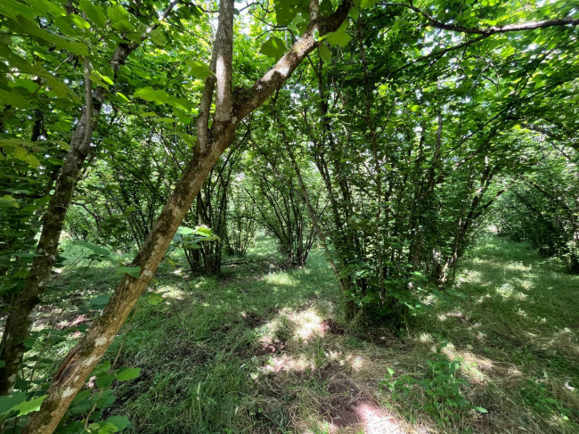 Terreno Agricolo in vendita a Bassano in Teverina