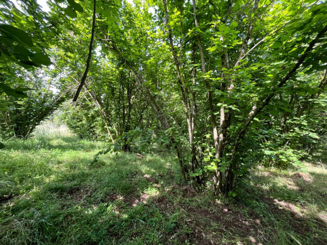 Terreno Agricolo in vendita a Bassano in Teverina