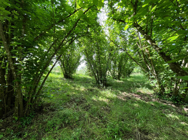 Terreno Agricolo in vendita a Bassano in Teverina