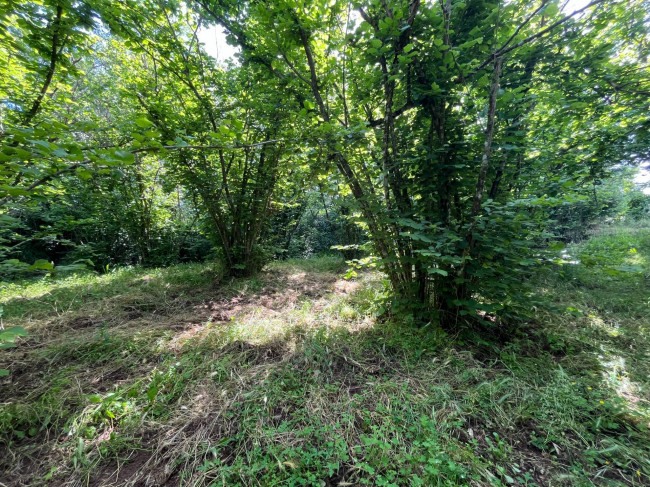 Terreno Agricolo in vendita a Bassano in Teverina