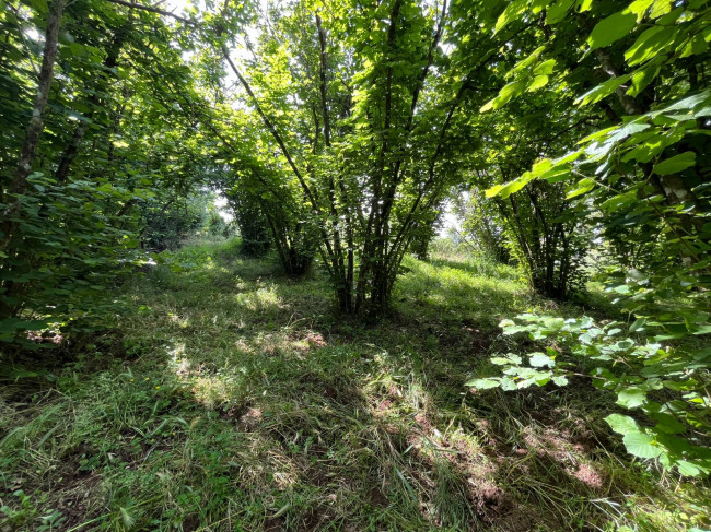 Terreno Agricolo in vendita a Bassano in Teverina