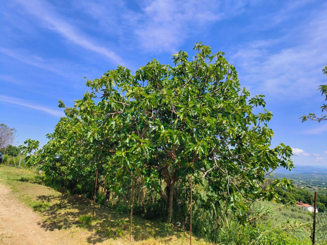 Rustico in vendita a Soriano nel Cimino