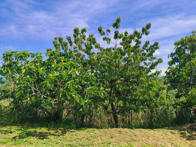Rustico in vendita a Soriano nel Cimino