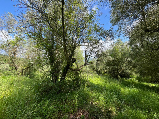 Terreno Agricolo in vendita a Bassano in Teverina