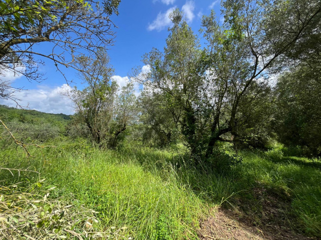 Terreno Agricolo in vendita a Bassano in Teverina