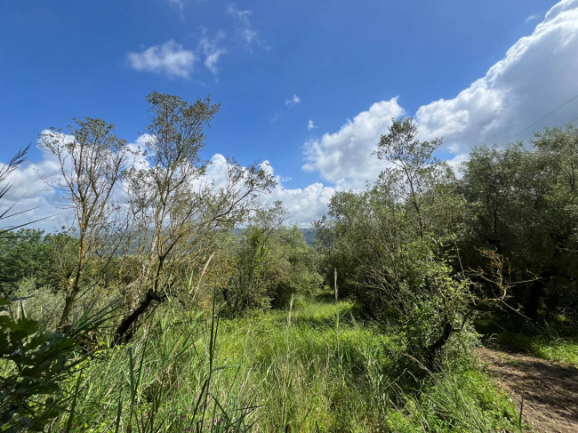 Terreno Agricolo in vendita a Bassano in Teverina