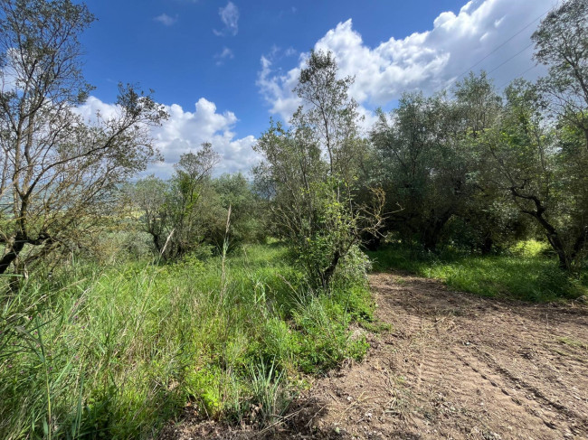 Terreno Agricolo in vendita a Bassano in Teverina