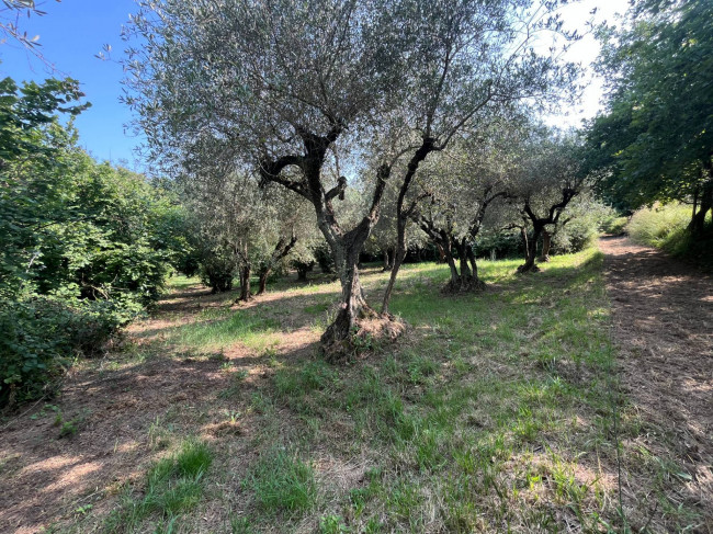 Terreno Agricolo in vendita a Bassano in Teverina
