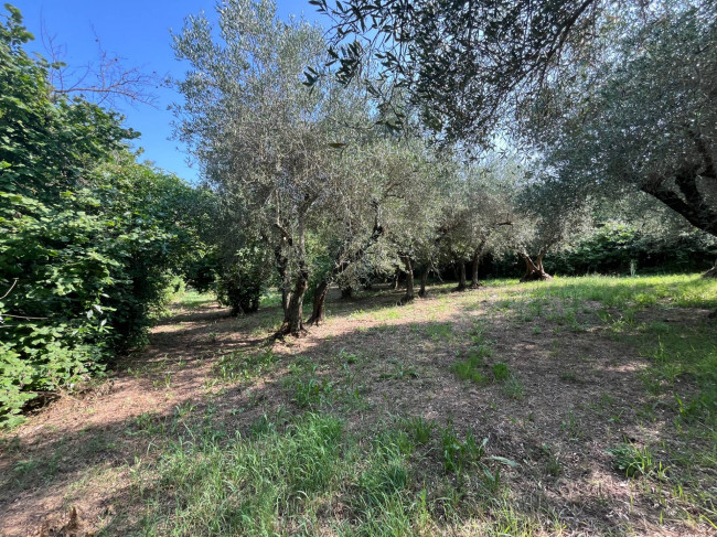Terreno Agricolo in vendita a Bassano in Teverina