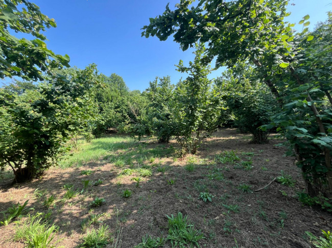 Terreno Agricolo in vendita a Bassano in Teverina