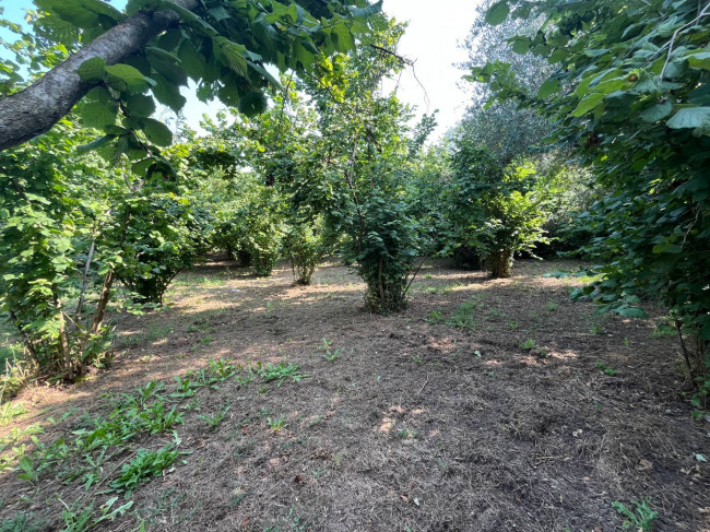 Terreno Agricolo in vendita a Bassano in Teverina