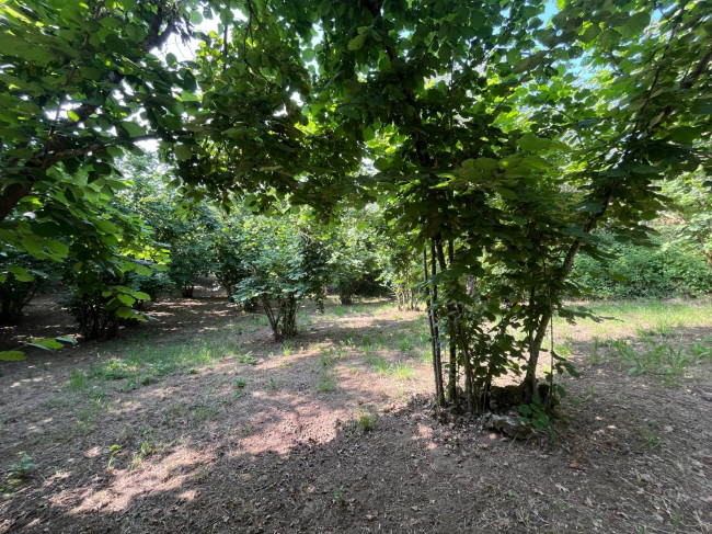 Terreno Agricolo in vendita a Bassano in Teverina