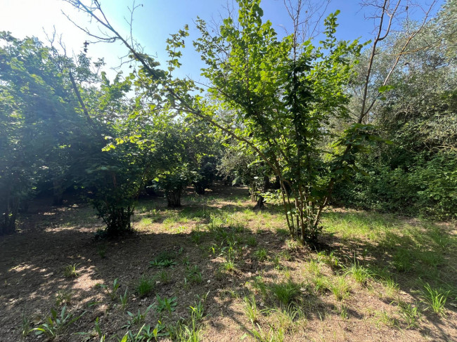 Terreno Agricolo in vendita a Bassano in Teverina