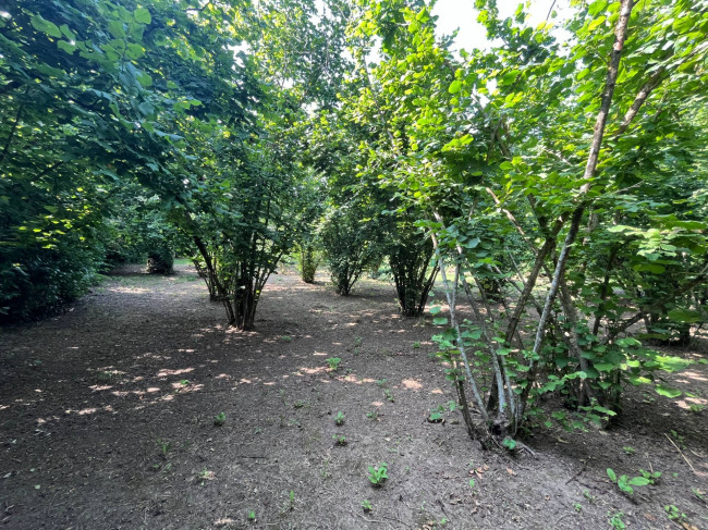 Terreno Agricolo in vendita a Bassano in Teverina