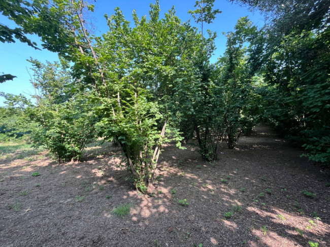 Terreno Agricolo in vendita a Bassano in Teverina