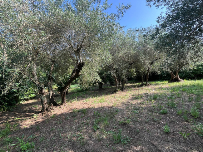 Terreno Agricolo in vendita a Bassano in Teverina