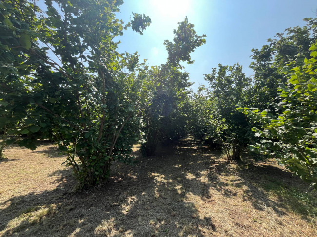 Terreno Agricolo in vendita a Bassano in Teverina