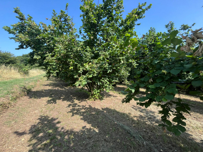 Terreno Agricolo in vendita a Bassano in Teverina