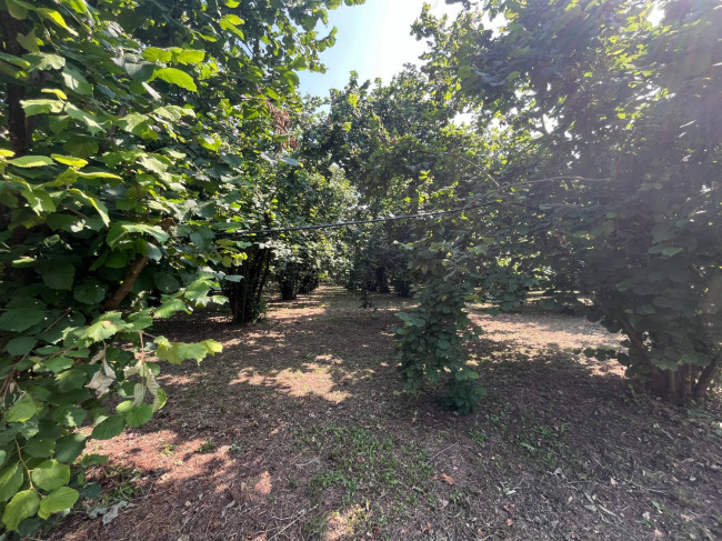 Terreno Agricolo in vendita a Bassano in Teverina