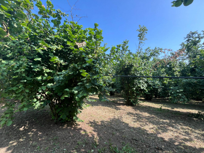 Terreno Agricolo in vendita a Bassano in Teverina