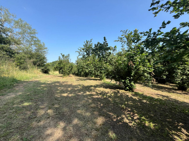 Terreno Agricolo in vendita a Bassano in Teverina