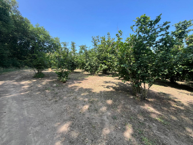 Terreno Agricolo in vendita a Bassano in Teverina