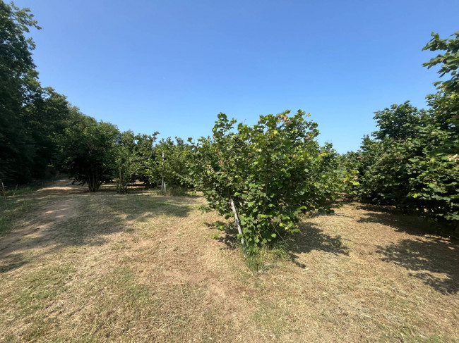 Terreno Agricolo in vendita a Bassano in Teverina